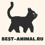 best-animal.ru